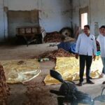 Markfed starts procuring burley tobacco in Andhra Pradesh