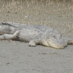 World Crocodile Day: Odisha’s pioneering efforts have made it a leader in crocodile conservation