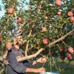 PMFBY remains unimplemented in Kashmir amid rising crop losses