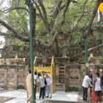 Bodhi Tree Battles Bugs: Scientists Rush To Save Sacred Symbol Of Buddha’s Enlightenment