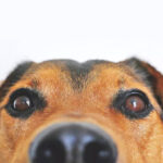 3 dog breeds new pet owners should NOT choose, as per expert