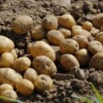 Cabinet approves establishment of International Potato Center’s South Asia regional centre at Agra