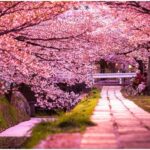 Meghalaya announces Cherry Blossom Festival 2025 featuring Jason Derulo and The Script