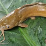 Banned In India, This Fish Can Cause Cancer. Avoid It If You Spot It In Markets