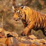 Environment Ministry body gives funding nod for managing human-tiger conflict outside tiger reserves